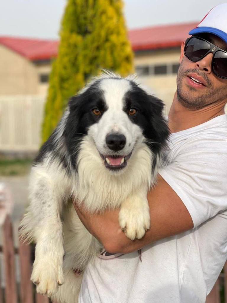 مولد نژاد بردر کالی مونژو